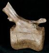 Ornithischian Dinosaur Caudal Vertebrae - Montana #12371-1